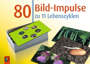 80 Bild-Impulse zu 11 Lebenszyklen