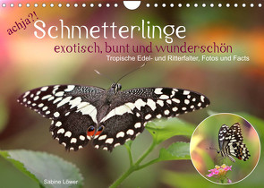 achja?! Schmetterlinge, exotisch, bunt und wunderschön (Wandkalender 2023 DIN A4 quer) von Löwer,  Sabine