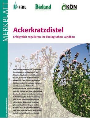 Ackerkratzdistel