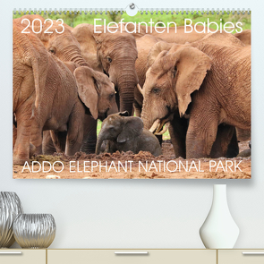 ADDO ELEPHANT NATIONAL PARK Elefanten Babies (Premium, hochwertiger DIN A2 Wandkalender 2023, Kunstdruck in Hochglanz) von Fraatz,  Barbara