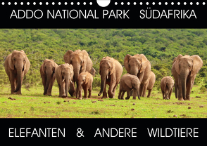 ADDO NATIONAL PARK SÜDAFRIKA – ELEFANTEN & ANDERE WILDTIERE (Wandkalender 2021 DIN A4 quer) von Fraatz,  Barbara