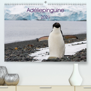 Adéliepinguine (Premium, hochwertiger DIN A2 Wandkalender 2021, Kunstdruck in Hochglanz) von Utelli,  Anna-Barbara