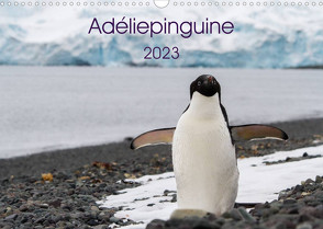 Adéliepinguine (Wandkalender 2023 DIN A3 quer) von Utelli,  Anna-Barbara