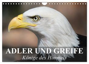 Adler und Greife – Könige des Himmels (Wandkalender 2024 DIN A4 quer), CALVENDO Monatskalender von Stanzer,  Elisabeth