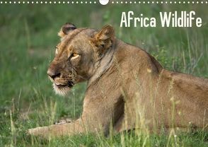 Africa Wildlife (Posterbuch DIN A3 quer) von Rohr Fotografie,  Daniel