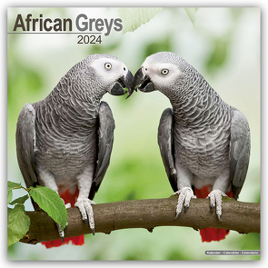 African Greys – Graupapageien 2024 – 16-Monatskalender