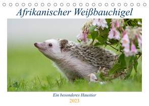 Afrikanische Weißbauchigel (Tischkalender 2023 DIN A5 quer) von und Marina Zimmermann Fotografie GbR,  Andreas