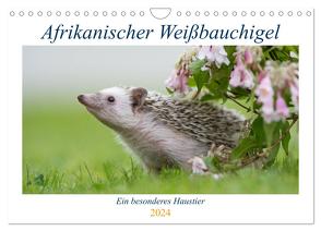 Afrikanische Weißbauchigel (Wandkalender 2024 DIN A4 quer), CALVENDO Monatskalender von und Marina Zimmermann Fotografie GbR,  Andreas