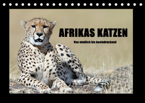 Afrikas Katzen (Tischkalender 2023 DIN A5 quer) von Stern,  Angelika