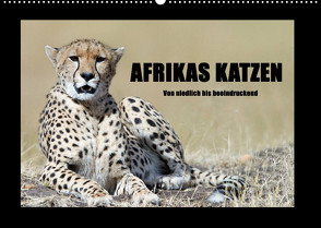 Afrikas Katzen (Wandkalender 2023 DIN A2 quer) von Stern,  Angelika