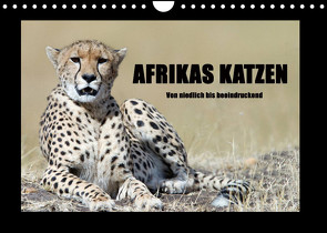 Afrikas Katzen (Wandkalender 2023 DIN A4 quer) von Stern,  Angelika