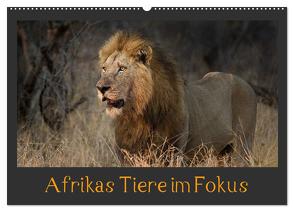 Afrikas Tiere im Fokus (Wandkalender 2024 DIN A2 quer), CALVENDO Monatskalender von Schörkhuber,  Johann