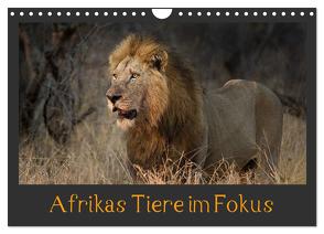 Afrikas Tiere im Fokus (Wandkalender 2024 DIN A4 quer), CALVENDO Monatskalender von Schörkhuber,  Johann