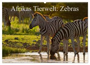 Afrikas Tierwelt: Zebras (Wandkalender 2024 DIN A2 quer), CALVENDO Monatskalender von Voss,  Michael