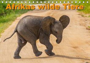 Afrikas wilde Tiere (Tischkalender 2021 DIN A5 quer) von Struckmann /FSTWildlife,  Frank