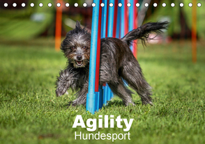 Agility Hundesport (Tischkalender 2021 DIN A5 quer) von Teckentrup,  Jörg