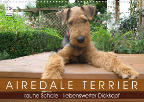 Airedale Terrier (Wandkalender 2023 DIN A3 quer) von Rottmann,  Gaby