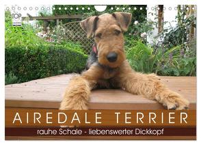 Airedale Terrier (Wandkalender 2024 DIN A4 quer), CALVENDO Monatskalender von Rottmann,  Gaby