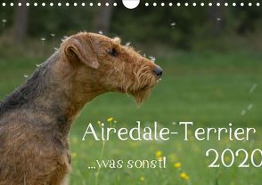 Airedale-Terrier, was sonst! (Wandkalender 2020 DIN A4 quer) von Janz,  Michael