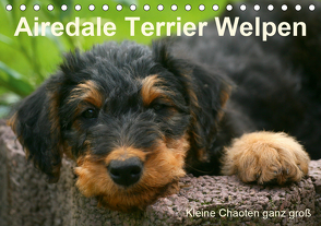 Airedale Terrier Welpen (Tischkalender 2021 DIN A5 quer) von Milau,  Susan
