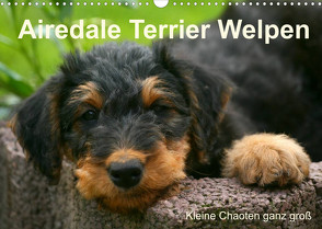 Airedale Terrier Welpen (Wandkalender 2022 DIN A3 quer) von Milau,  Susan