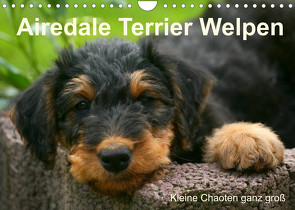 Airedale Terrier Welpen (Wandkalender 2022 DIN A4 quer) von Milau,  Susan