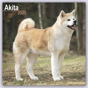 Akitas 2023 – 16-Monatskalender