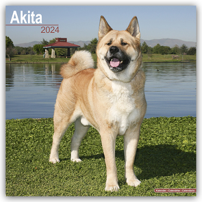Akitas 2024 – 16-Monatskalender