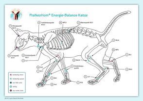 Akupunktur-Tafel Katze von Bassols Rheinfelder,  Layena