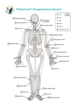 Akupunktur-Tafel Mensch von Bassols Rheinfelder,  Layena