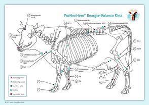 Akupunktur-Tafel Rind/Kuh von Bassols Rheinfelder,  Layena