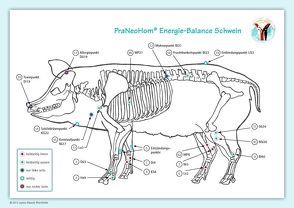 Akupunktur-Tafel Schwein von Bassols Rheinfelder,  Layena