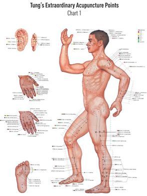 Akupunkturtafel Chart 1 TUNG’s Extraordinary Acupuncture Points on the regular channels von Koppensteiner,  David