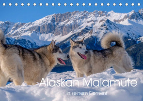 Alaskan Malamute in seinem Element (Tischkalender 2023 DIN A5 quer) von wuffclick-pic