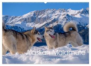 Alaskan Malamute in seinem Element (Wandkalender 2024 DIN A2 quer), CALVENDO Monatskalender von Wuffclick-pic,  Wuffclick-pic