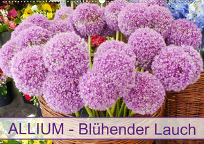 Allium Blühender Lauch (Wandkalender 2021 DIN A2 quer) von Kruse,  Gisela