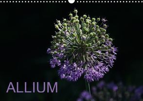 ALLIUM (Posterbuch DIN A3 quer) von SchnelleWelten,  k.A.