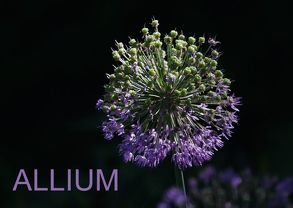 ALLIUM (Posterbuch DIN A4 quer) von SchnelleWelten,  k.A.