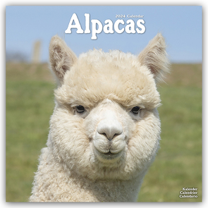 Alpacas – Alpakas 2024 – 16-Monatskalender