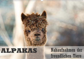 Alpakas Nahaufnahmen der freundlichen Tiere (Wandkalender 2020 DIN A2 quer) von Mentil,  Bianca