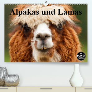 Alpakas und Lamas (Premium, hochwertiger DIN A2 Wandkalender 2023, Kunstdruck in Hochglanz) von Stanzer,  Elisabeth
