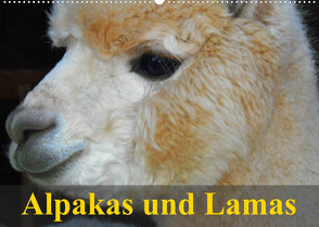 Alpakas und Lamas (Wandkalender 2023 DIN A2 quer) von Stanzer,  Elisabeth