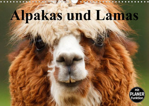 Alpakas und Lamas (Wandkalender 2023 DIN A3 quer) von Stanzer,  Elisabeth