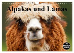 Alpakas und Lamas (Wandkalender 2024 DIN A4 quer), CALVENDO Monatskalender von Stanzer,  Elisabeth