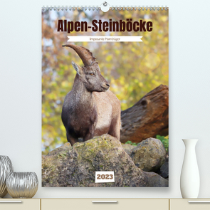 Alpen-Steinböcke, imposante Hornträger (Premium, hochwertiger DIN A2 Wandkalender 2023, Kunstdruck in Hochglanz) von Löwer,  Sabine