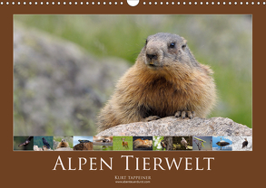 Alpen Tierwelt (Wandkalender 2020 DIN A3 quer) von Tappeiner,  Kurt
