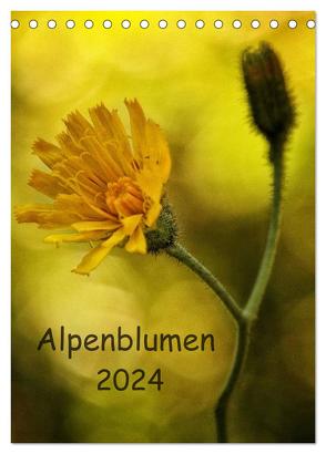 Alpenblumen 2024 (Tischkalender 2024 DIN A5 hoch), CALVENDO Monatskalender von Arnold,  Hernegger