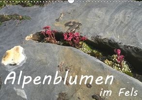 Alpenblumen im Fels (Wandkalender 2018 DIN A3 quer) von Goldscheider,  Stefanie