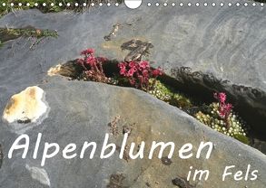 Alpenblumen im Fels (Wandkalender 2018 DIN A4 quer) von Goldscheider,  Stefanie