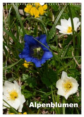 Alpenblumen (Wandkalender 2024 DIN A3 hoch), CALVENDO Monatskalender von Haas,  Willi